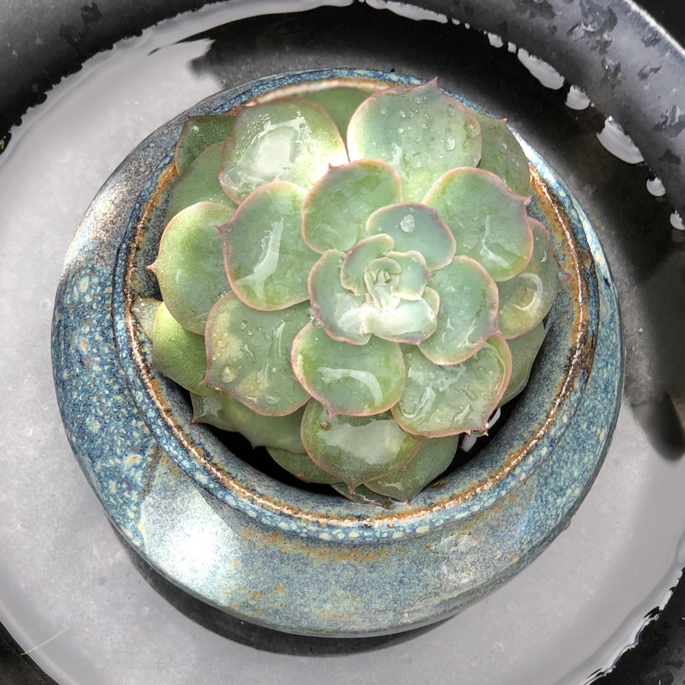 https://www.ebay.com/usr/carreaux_bleu - Picture 4 of 5